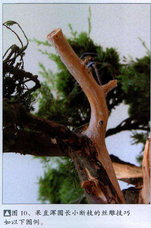 图解 真柏盆景怎么丝雕22个过程