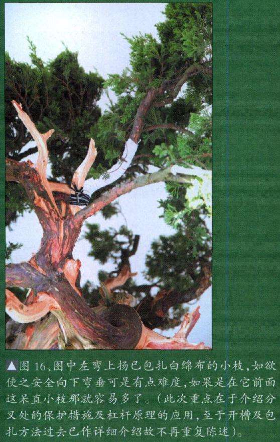 图中左弯上扬已包扎白绵布的小枝