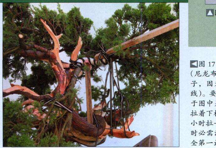 图解 真柏盆景怎么丝雕22个过程