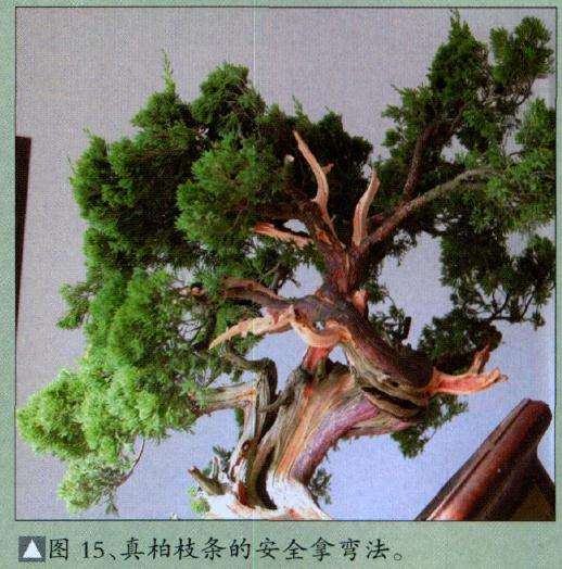 真柏枝条的安全拿弯法