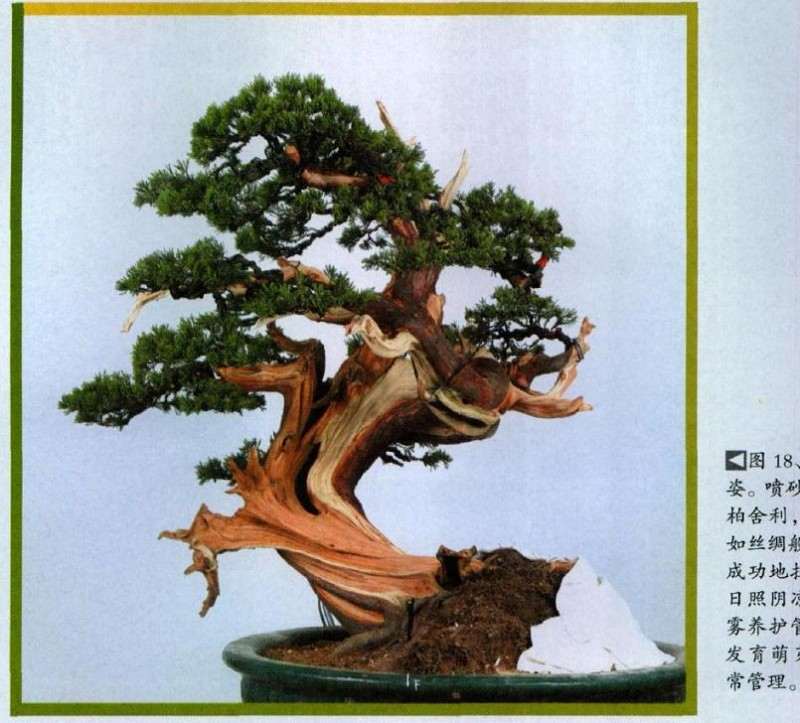 改作后的正面树姿