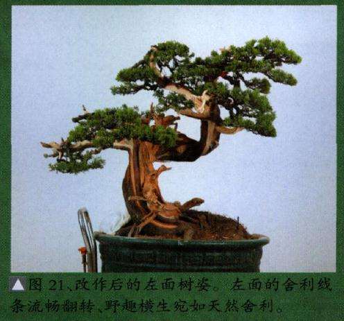 左面的舍利干线条流畅翻转