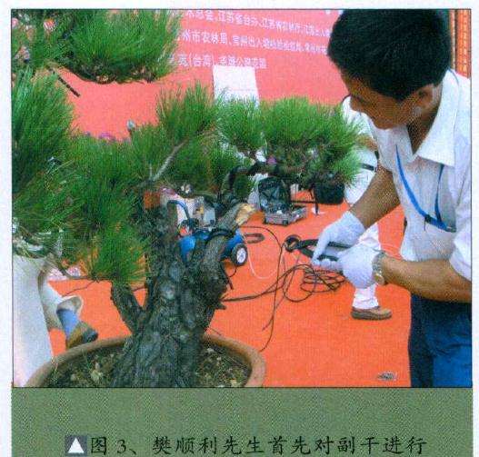樊顺利先生首先对盆景副干进行蟠扎
