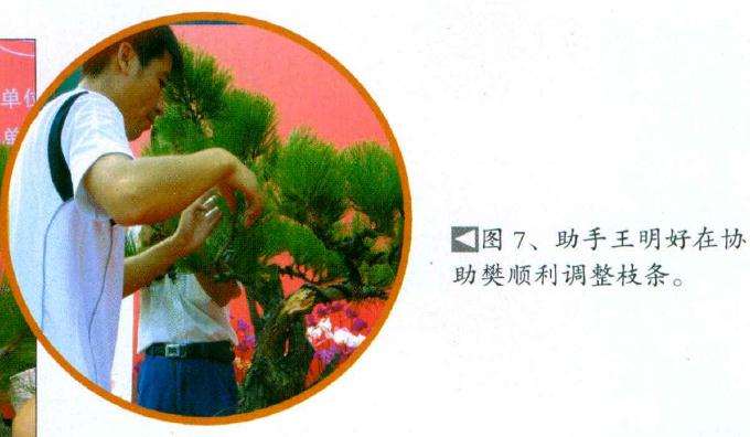 助手王明好在协助樊顺利调整枝条