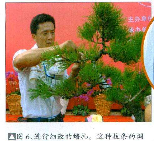这种枝条的调整通常是先蟠扎上金属丝
