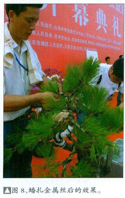 蟠扎金属丝后的效果