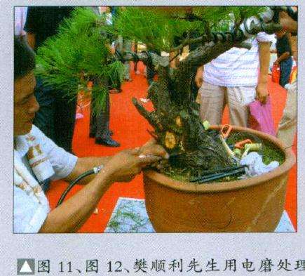 樊顺利先生用电磨处理基部废弃枝干的断头