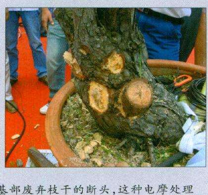 樊顺利先生用电磨处理基部废弃枝干的断头