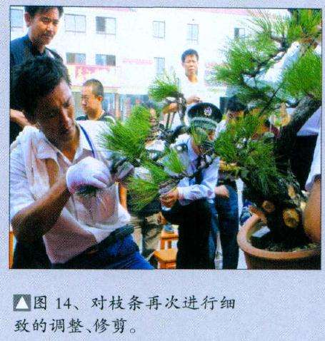 对枝条再次进行细致的调整