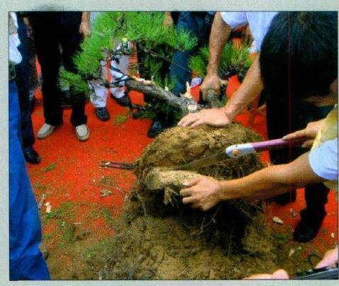 为降低再上盆的高度