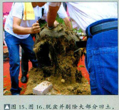 为降低再上盆的高度