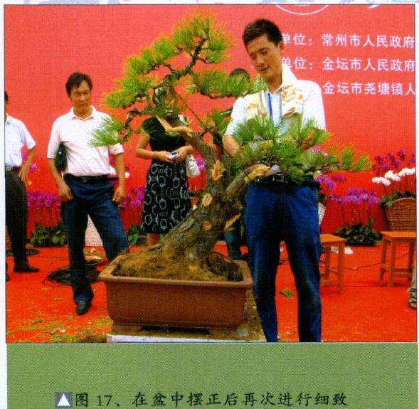 在盆中摆正后再次进行细致的调整