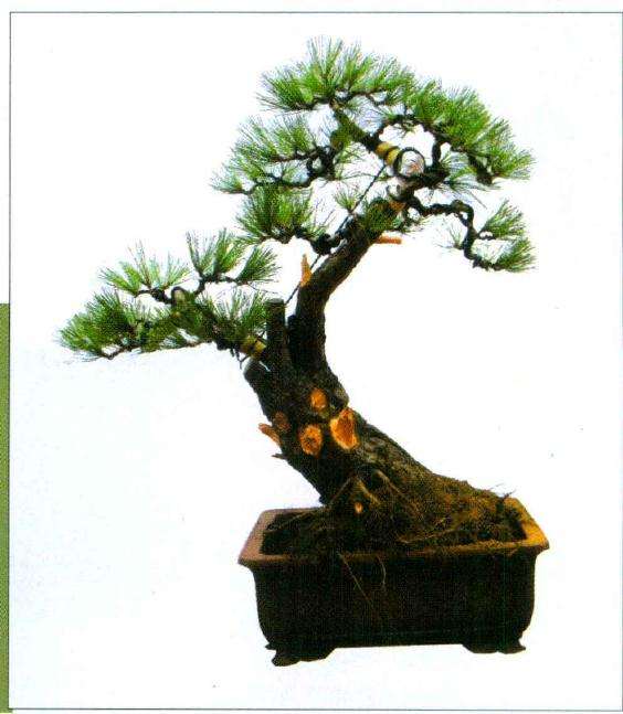 完成创作后的正反面树相