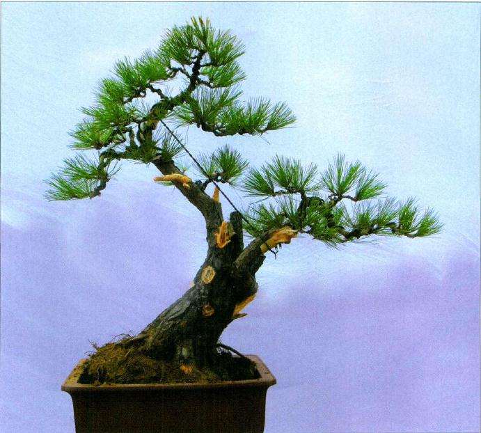 完成创作后的正反面树相