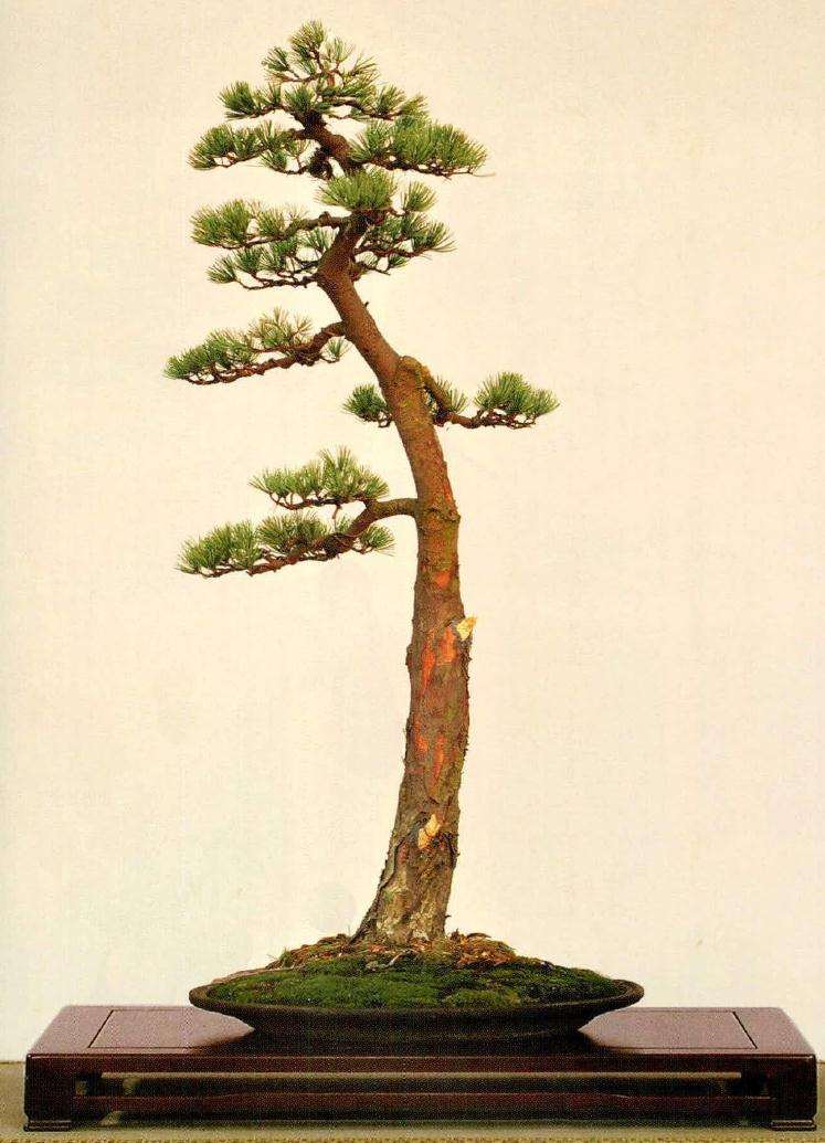 图解 文人树盆景怎么造型简洁的13个过程