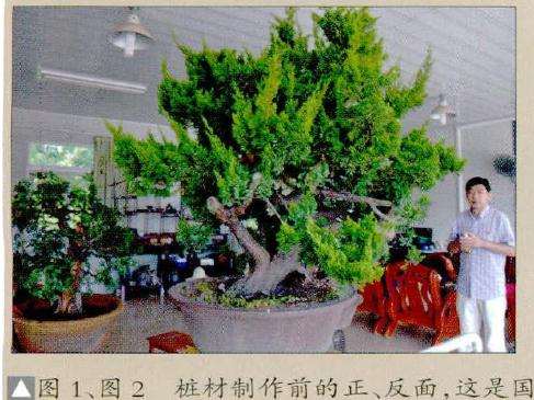 盆景桩材制作前的正