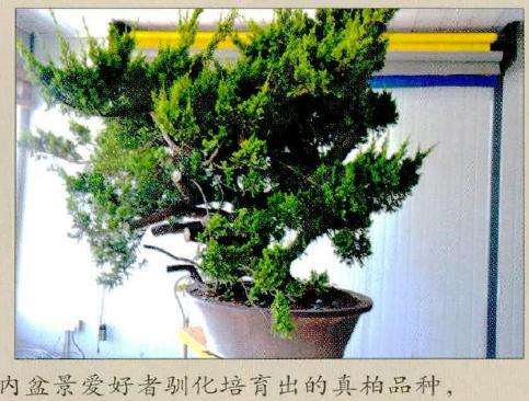 盆景桩材制作前的正