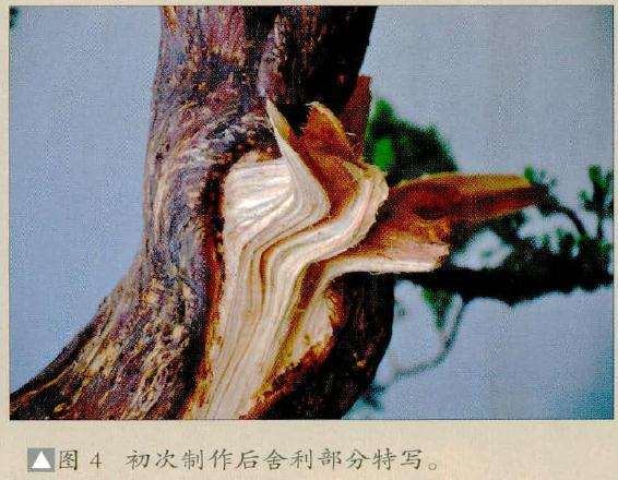 对此树进行初次制作