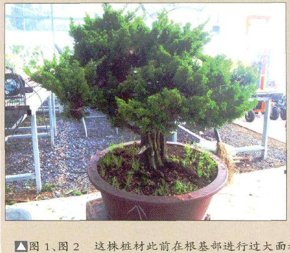 真柏盆景根基部进行过大面积的丝雕作业