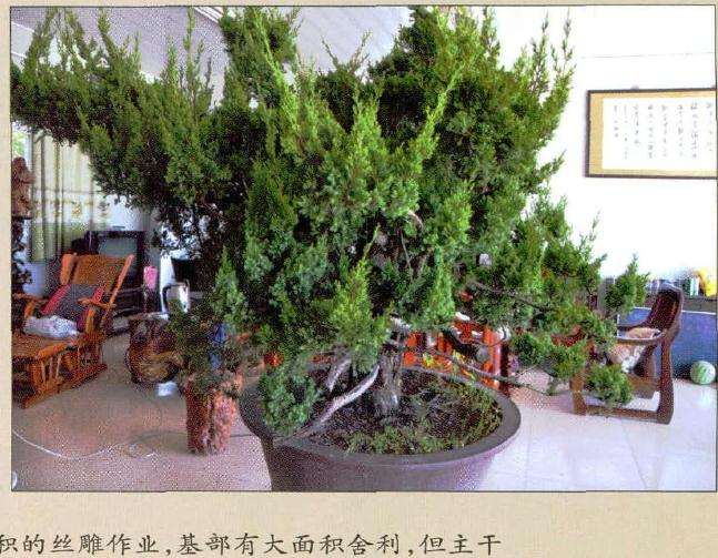 真柏盆景根基部进行过大面积的丝雕作业