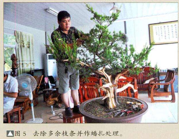 去除多余枝条并作蟠扎处理