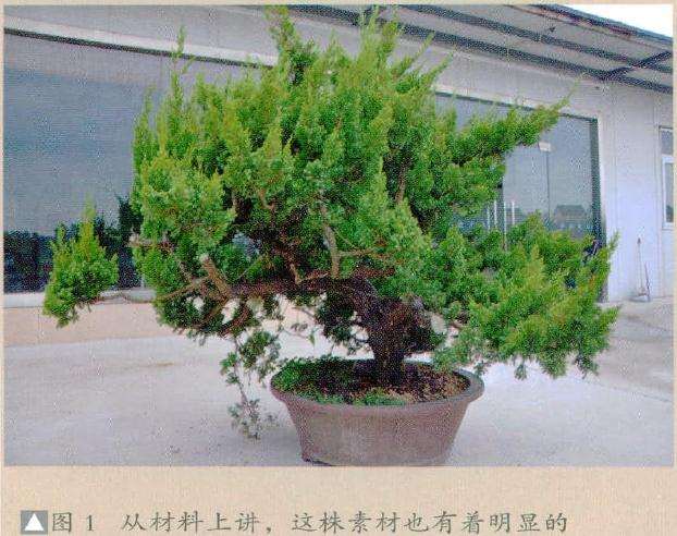 这株真柏素材也有着明显的缺点