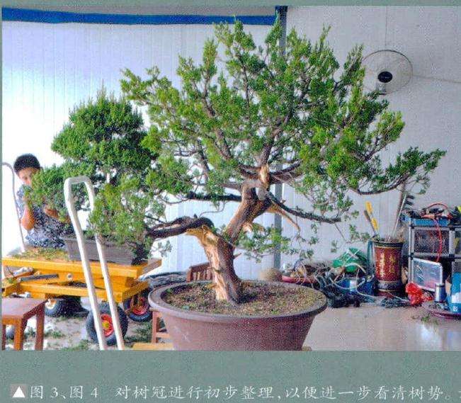 对树冠进行初步整理