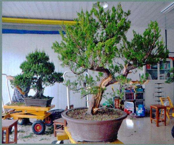 对树冠进行初步整理