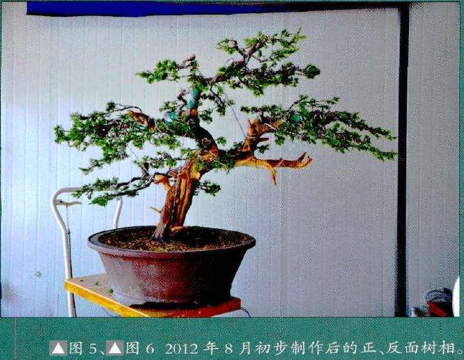 图解 真柏盆景怎么丝雕改作的方法