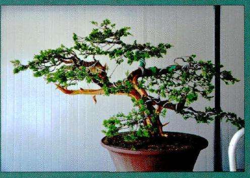 初步制作后的正反面的样子