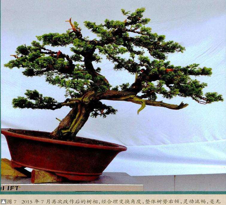 月再次改作后的树相