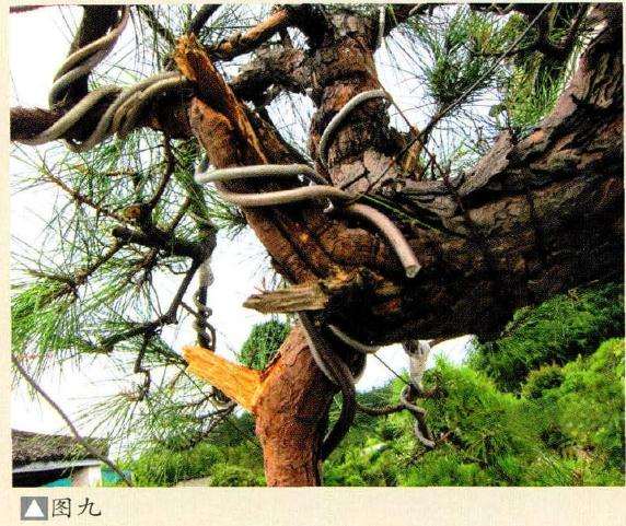 图解 马尾松盆景制作怎么合作疏浅的方法