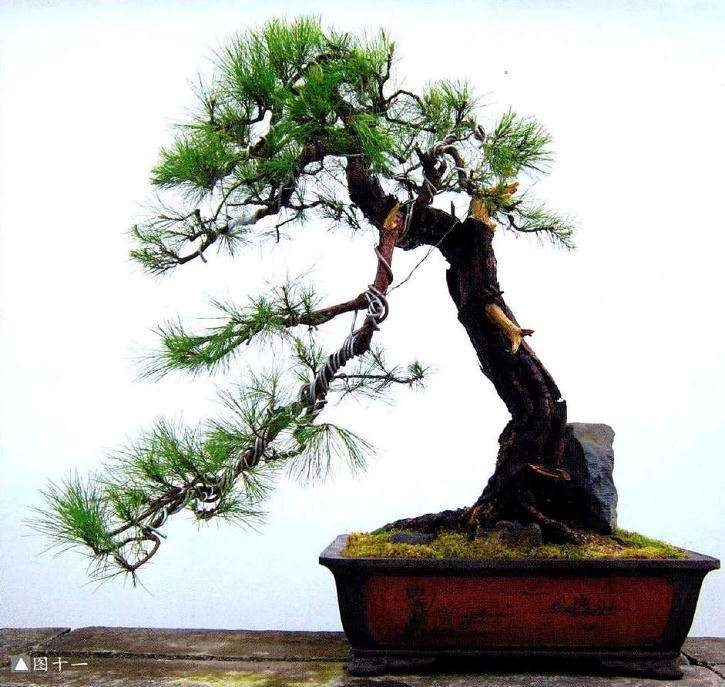 图解 马尾松盆景制作怎么合作疏浅的方法