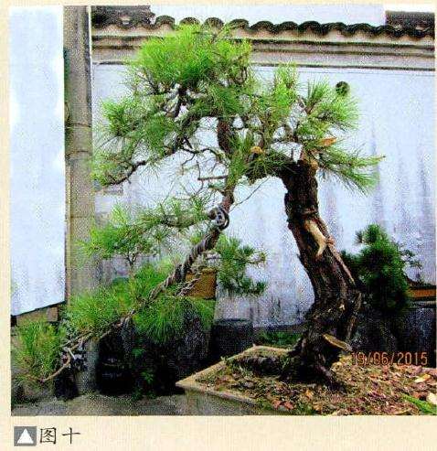 图解 马尾松盆景制作怎么合作疏浅的方法