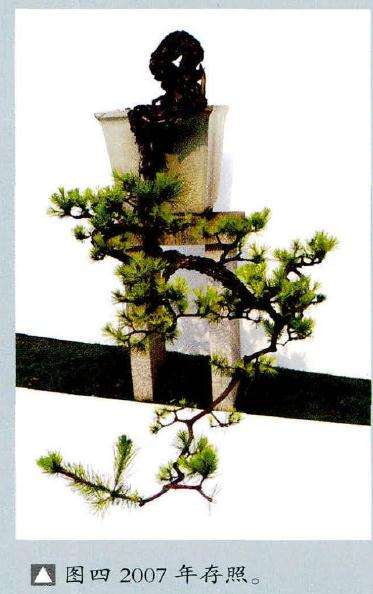 图解 赵庆泉怎么制作文人树盆景的8个过程