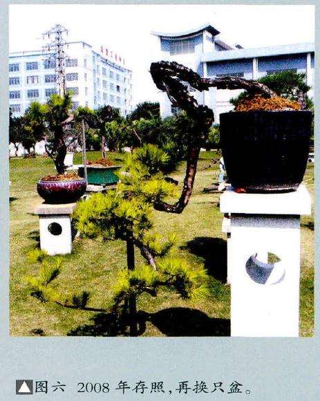 图解 赵庆泉怎么制作文人树盆景的8个过程