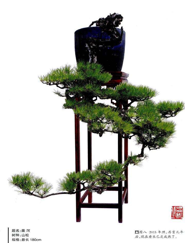 现在看来已是成熟了