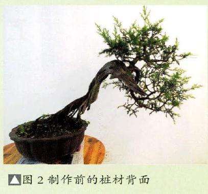 制作前的桩材背面