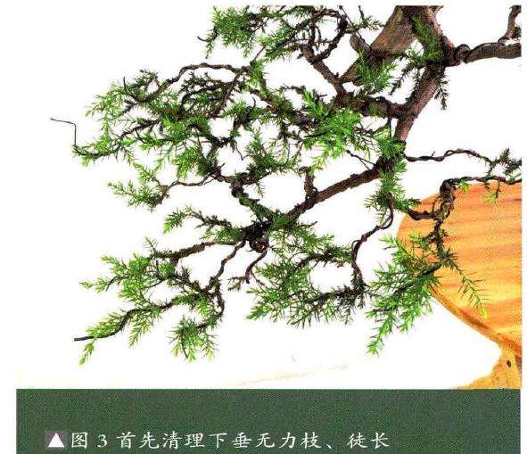 首先清理下垂无力枝