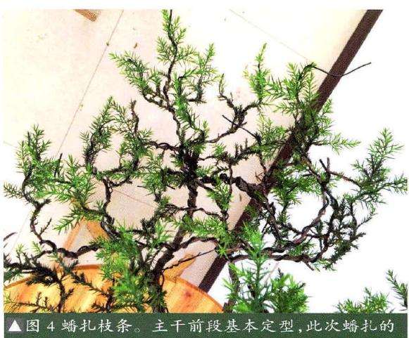 主干前段基本定型