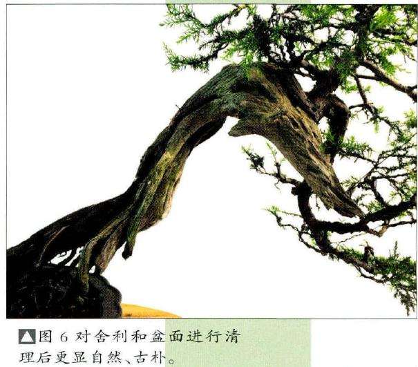 对舍利和盆面进行清理后更显自然