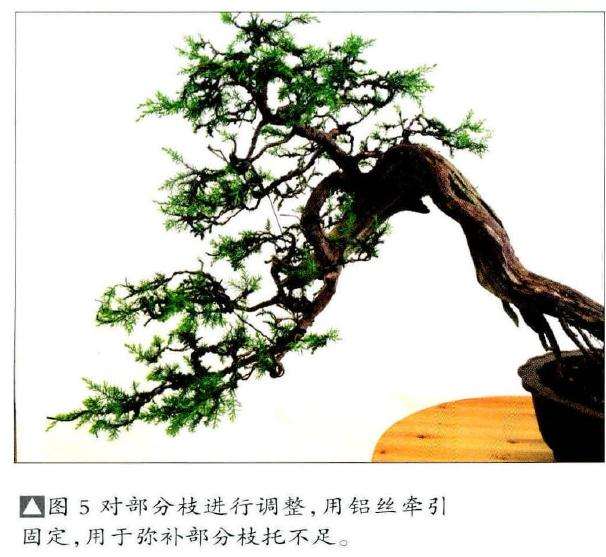 对部分盆景枝进行调整