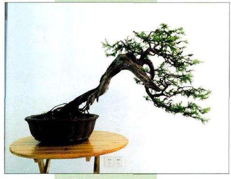 盆景整理后的作品背面