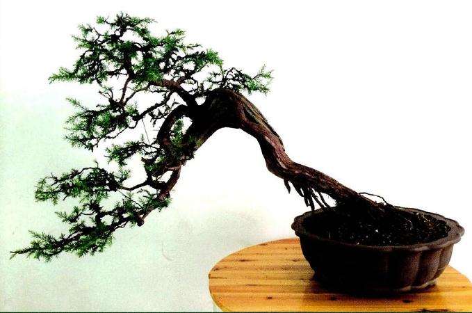 整理后的盆景作品正面