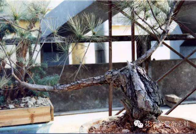 韩学年怎么蟠扎山松盆景