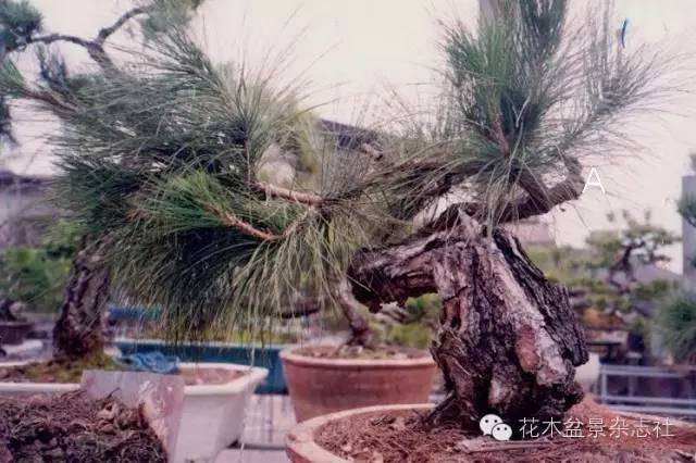 韩学年怎么蟠扎山松盆景