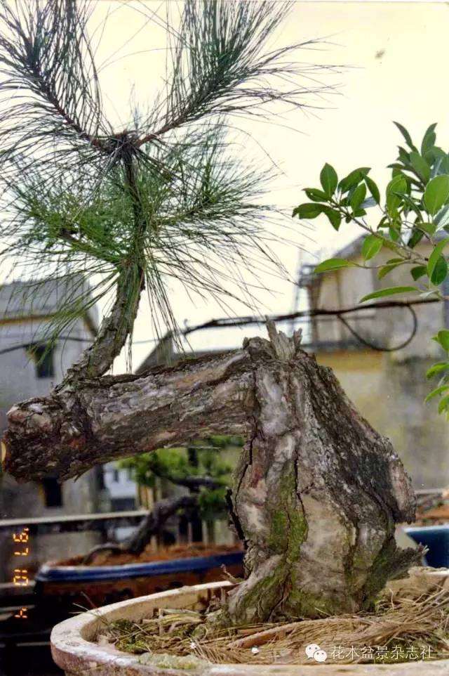 韩学年怎么蟠扎山松盆景