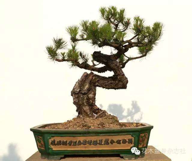 韩学年怎么蟠扎山松盆景