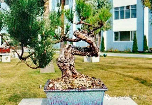 韩学年怎么蟠扎山松盆景