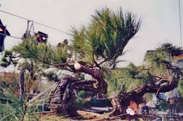 韩学年怎么蟠扎山松盆景
